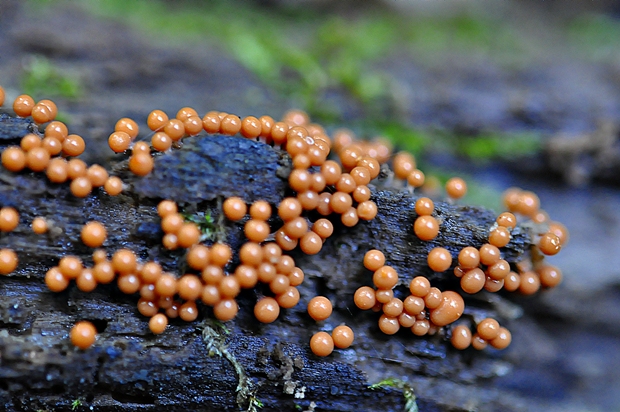 slizovka Myxomycetes