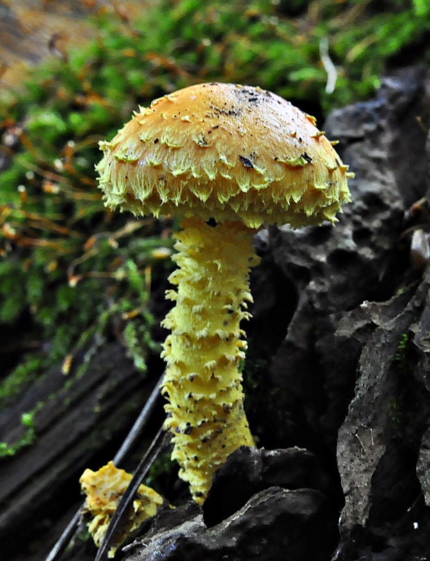 šupinovka ohnivá Pholiota flammans (Batsch) P. Kumm.