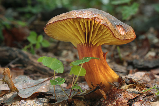 lupeňopórovec červenožltý Phylloporus rhodoxanthus (Schwein.) Bres.