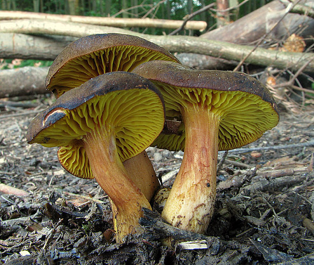 lupeňopórovec červenožltý Phylloporus rhodoxanthus (Schwein.) Bres.