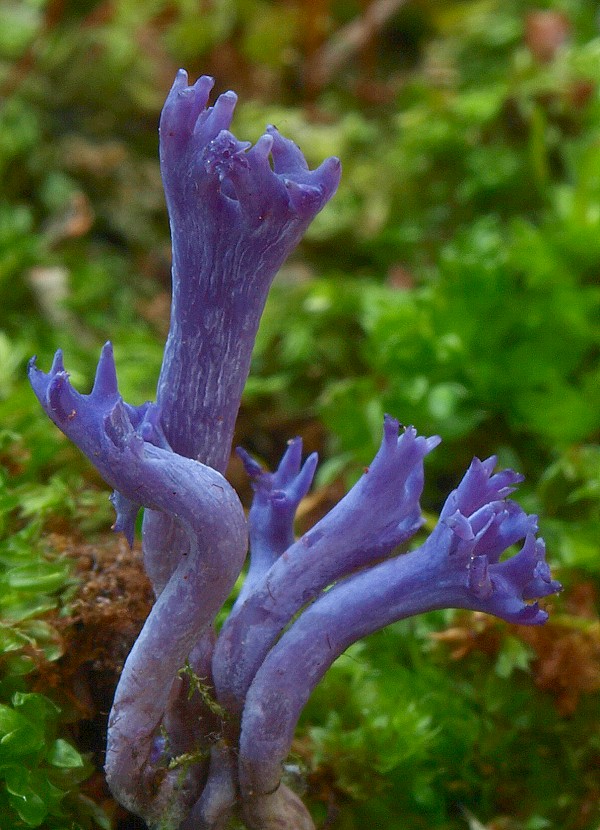 pastrapačka fialová Ramariopsis pulchella (Boud.) Corner