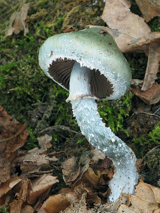 golierovka Stropharia sp.