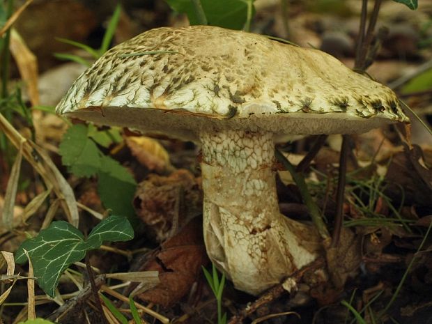 masliak lepkavý Suillus viscidus (L.) Roussel