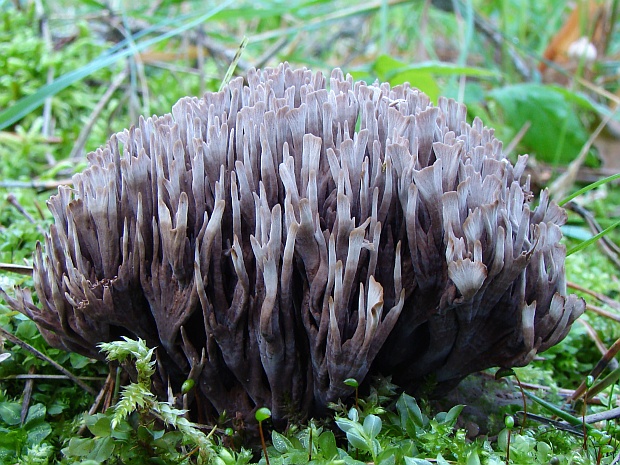 plesňovka smradľavá Thelephora palmata (Scop.) Fr.