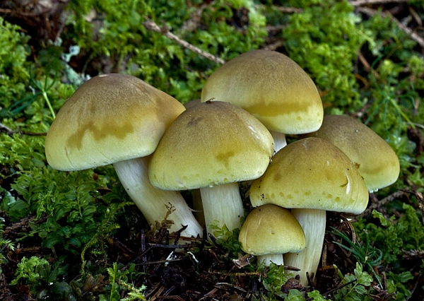 čírovka mydlová Tricholoma saponaceum (Fr.) P. Kumm.