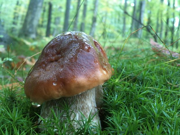 hríb smrekový (Boletus edulis Bull. ex Fr.)