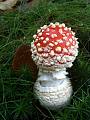 muchotrávka červená (Amanita muscaria)