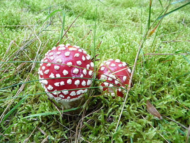 muchotrávka červená Amanita muscaria var. formosa Pers.