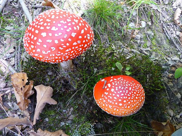 muchotrávka červená Amanita muscaria (L.) Lam.