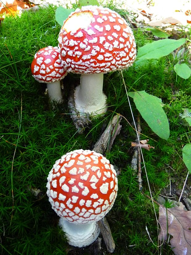 muchotrávka červená Amanita muscaria (L.) Lam.