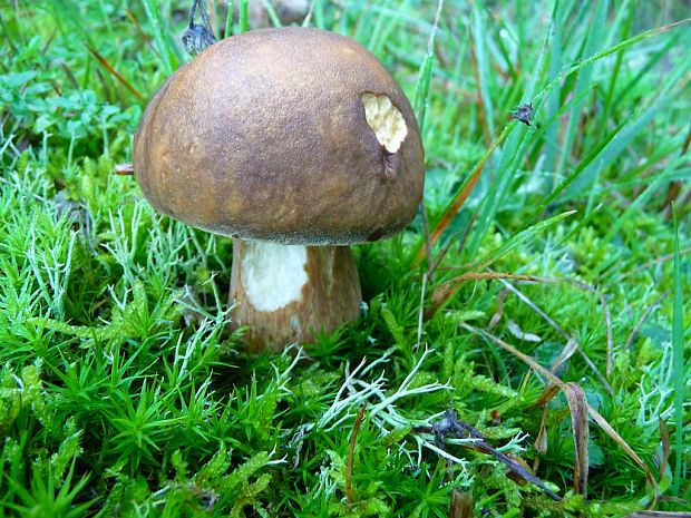 hríb bronzový Boletus aereus Bull. ex Fr.