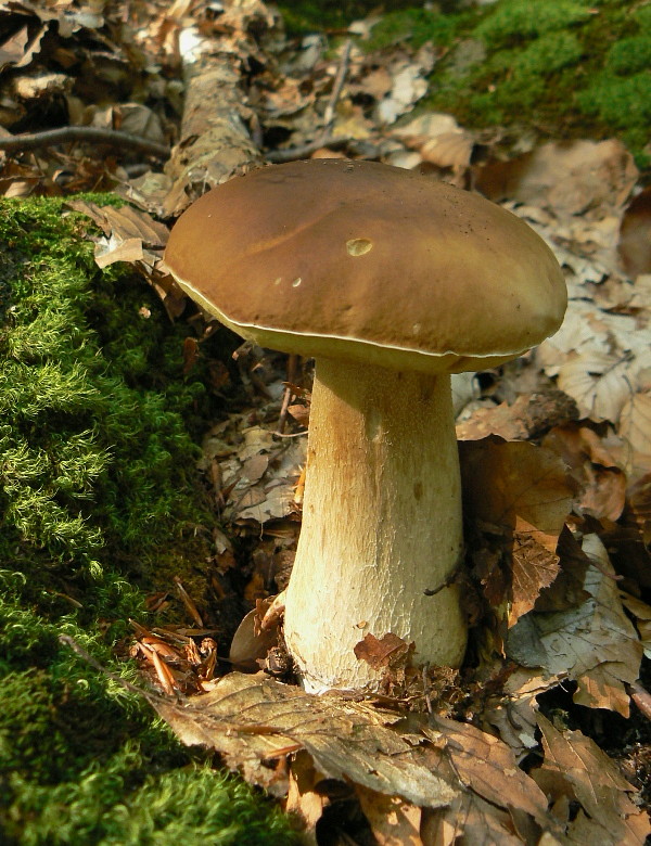 hríb smrekový Boletus edulis Bull.