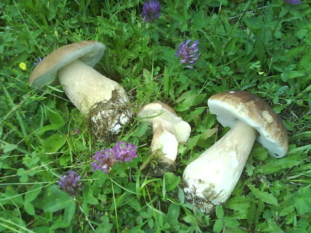 hríb smrekový Boletus edulis Bull.