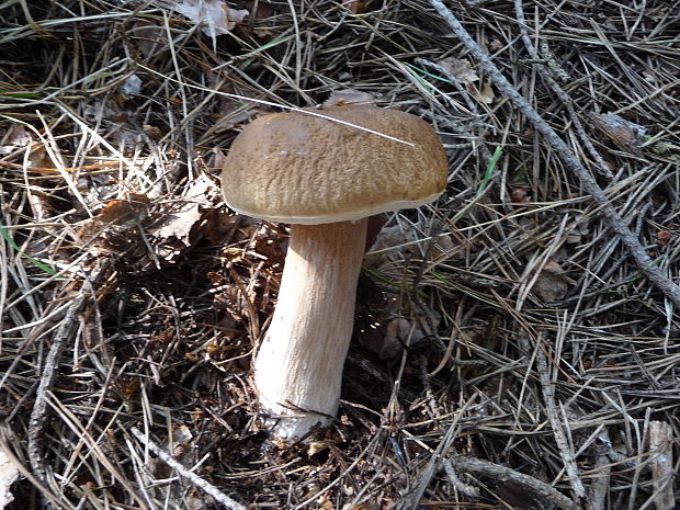 hríb smrekový Boletus edulis Bull.