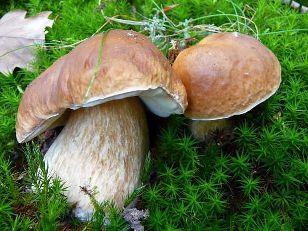 hríb smrekový Boletus edulis Bull.