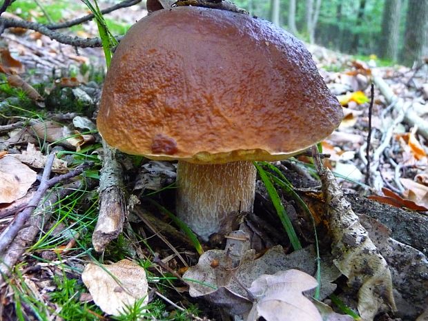 hríb smrekový Boletus edulis Bull.