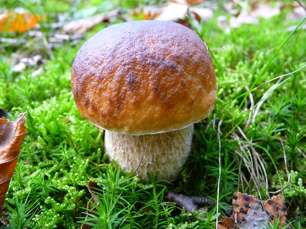 hríb smrekový Boletus edulis Bull.