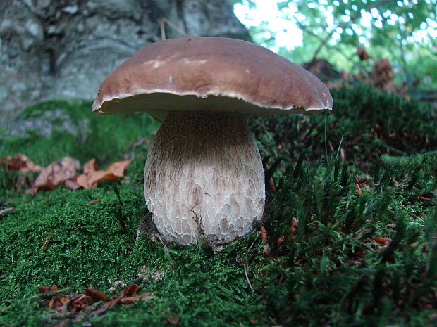 hríb smrekový Boletus edulis Bull.