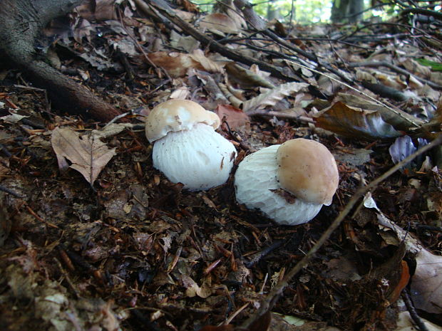 hríb smrekový Boletus edulis Bull.