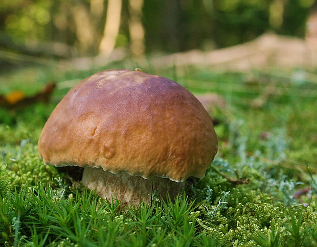 hríb smrekový Boletus edulis Bull.