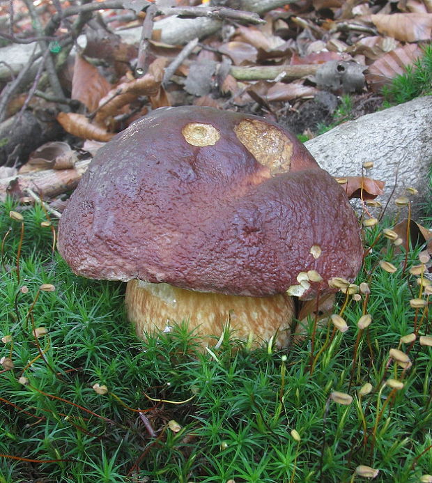 hríb sosnový Boletus pinophilus Pil. et Dermek in Pil.