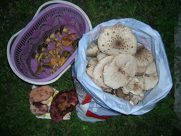 hríb dubový Boletus reticulatus Schaeff.