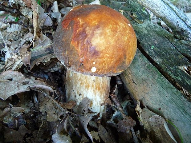 hríb bronzový Boletus reticulatus Schaeff.