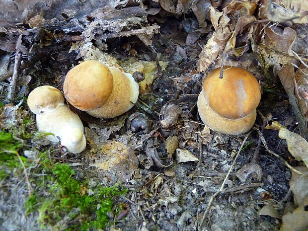 hríb dubový Boletus reticulatus Schaeff.