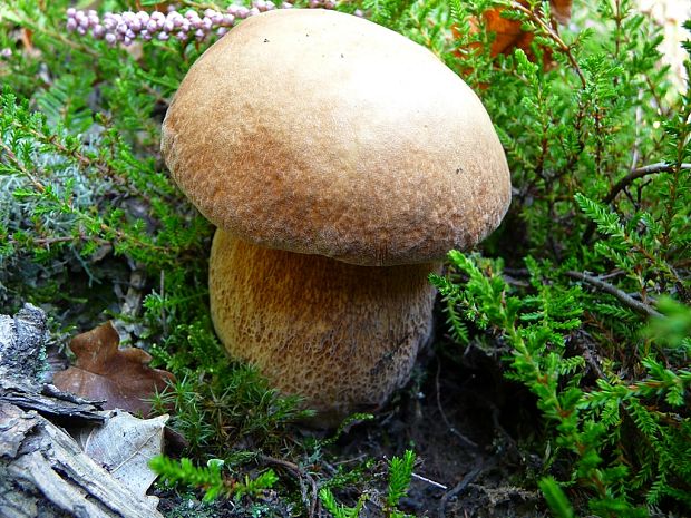 hríb dubový Boletus reticulatus Schaeff.