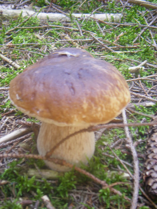 hríb dubový Boletus reticulatus Schaeff.