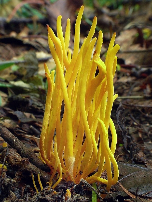 pakonárovka Clavulinopsis sp.