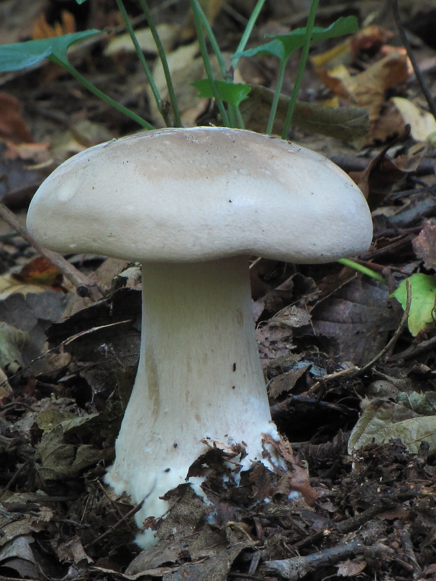 strmuľka inovaťová Clitocybe nebularis (Batsch) P. Kumm.