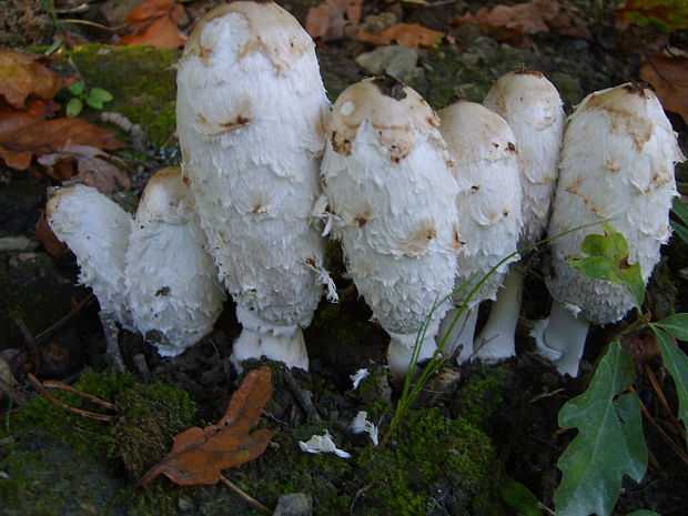 hnojník obyčajný Coprinus comatus (O.F. Müll.) Pers.