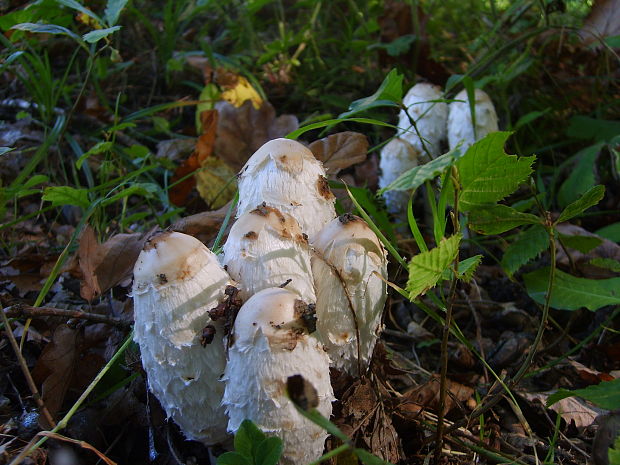 hnojník obyčajný Coprinus comatus (O.F. Müll.) Pers.