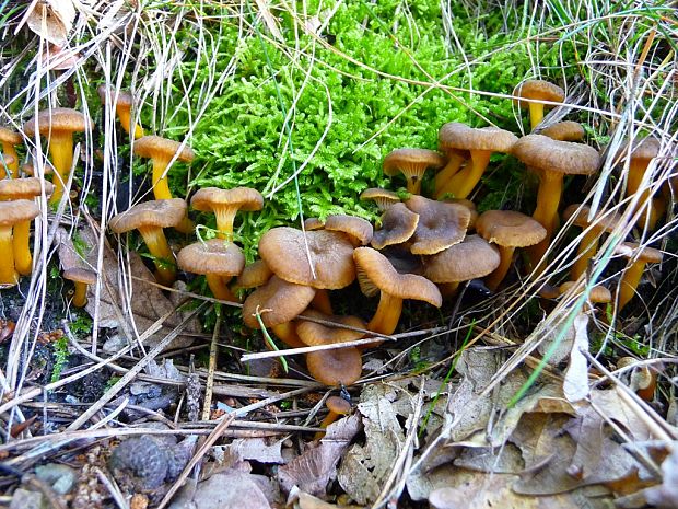 kuriatko lievikovité Craterellus tubaeformis (Fr.) Quél.