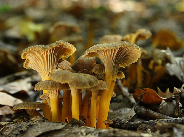 kuriatko lievikovité Craterellus tubaeformis (Fr.) Quél.