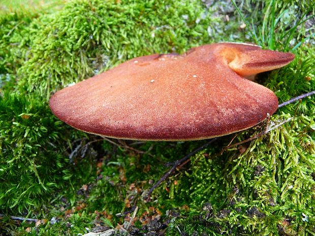 pečeňovec dubový Fistulina hepatica (Schaeff.) With.