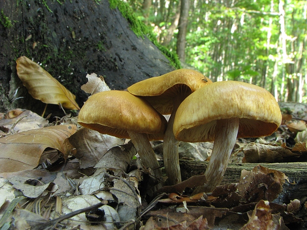 šupinovec Gymnopilus sp.