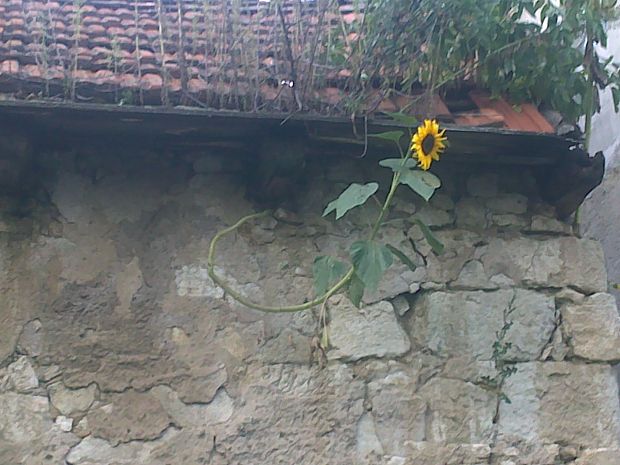 slnečnica ročná Helianthus annuus L.