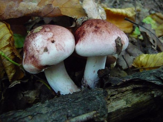 šťavnačka plávkovitá Hygrophorus russula (Schaeff.) Kauffman