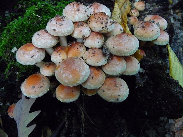 strapcovka tehlovočervená Hypholoma lateritium (Schaeff.) P. Kumm.