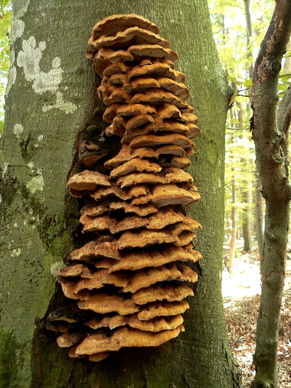 ryšavec lúčový Inonotus radiatus (Sowerby) P. Karst.