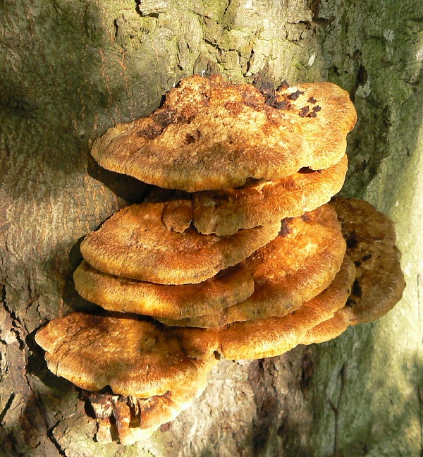 ryšavec lúčový Inonotus radiatus (Sowerby) P. Karst.