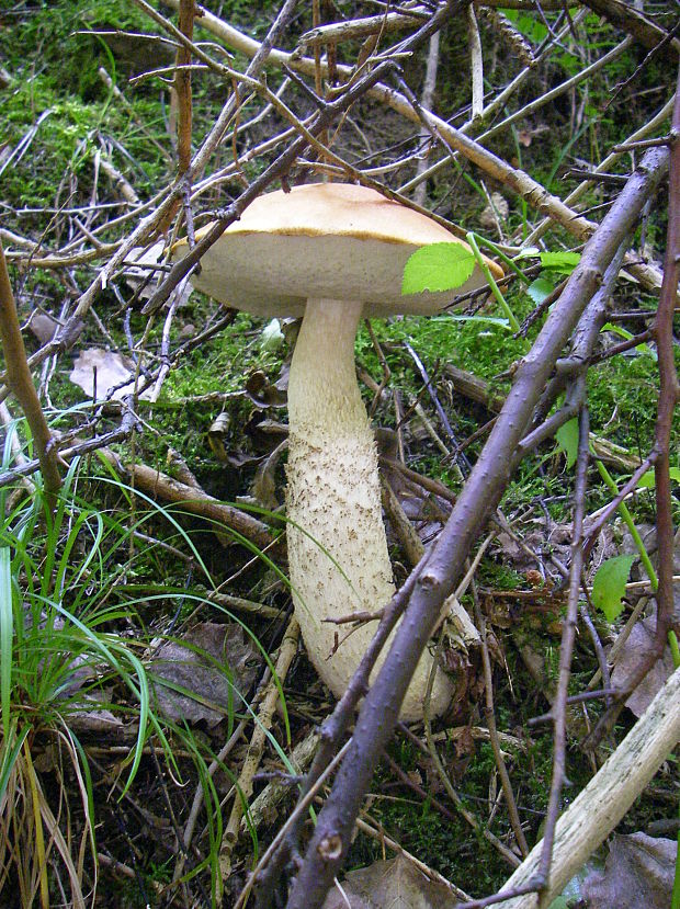 kozák Leccinum aerugineum (Fr.) Lannoy & Estadès