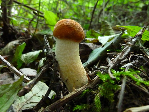 kozák osikový Leccinum albostipitatum den Bakker & Noordel.