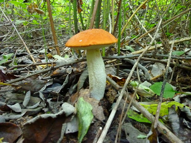 kozák osikový Leccinum albostipitatum den Bakker & Noordel.