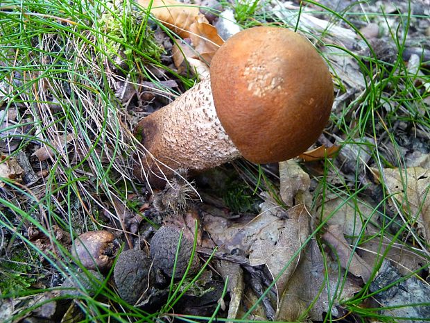 kozák dubový Leccinum aurantiacum (Bull.) Gray