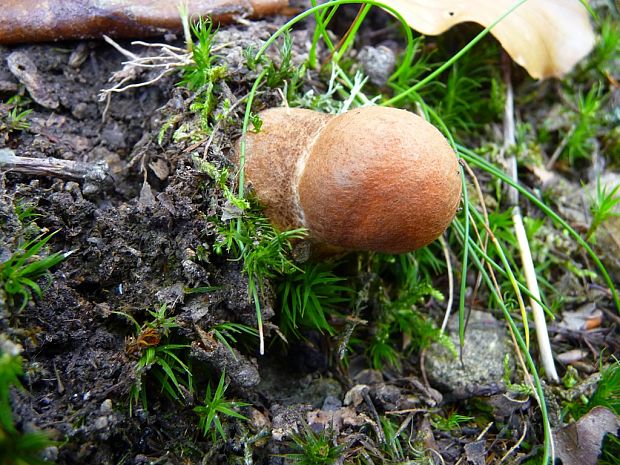 kozák dubový Leccinum aurantiacum (Bull.) Gray