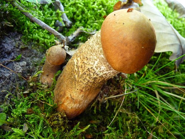 kozák dubový Leccinum aurantiacum (Bull.) Gray