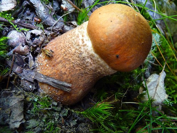 kozák dubový Leccinum aurantiacum (Bull.) Gray